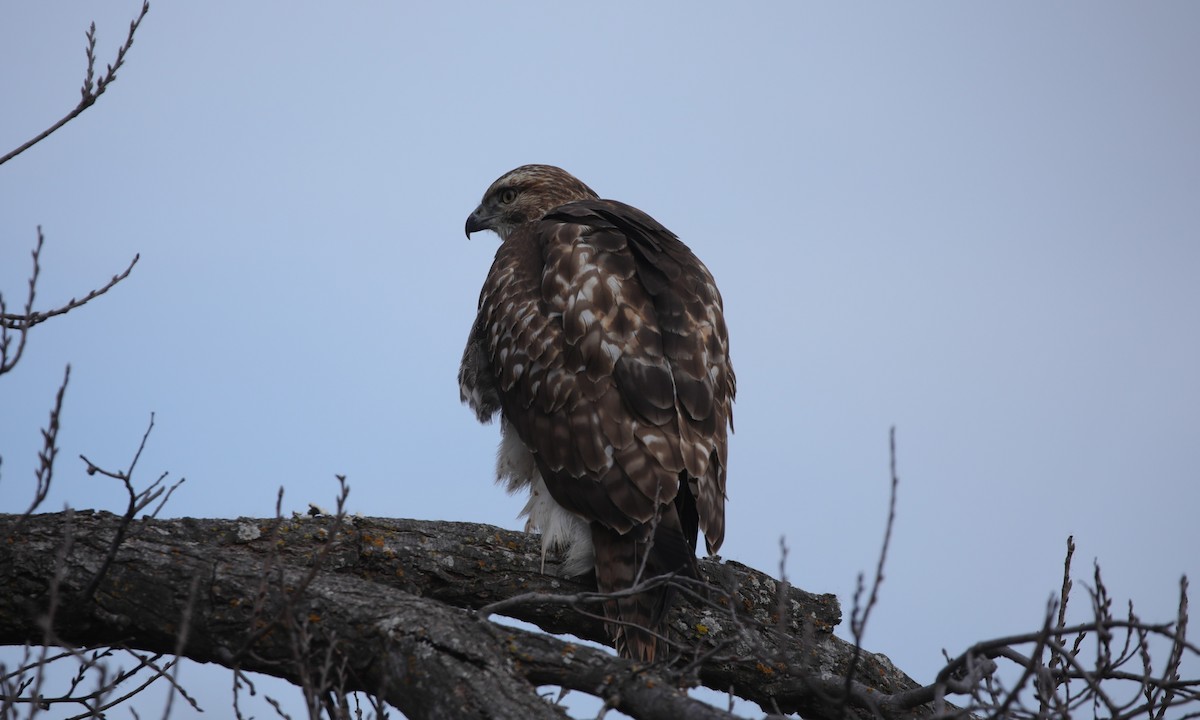 Kızıl Kuyruklu Şahin - ML647561211