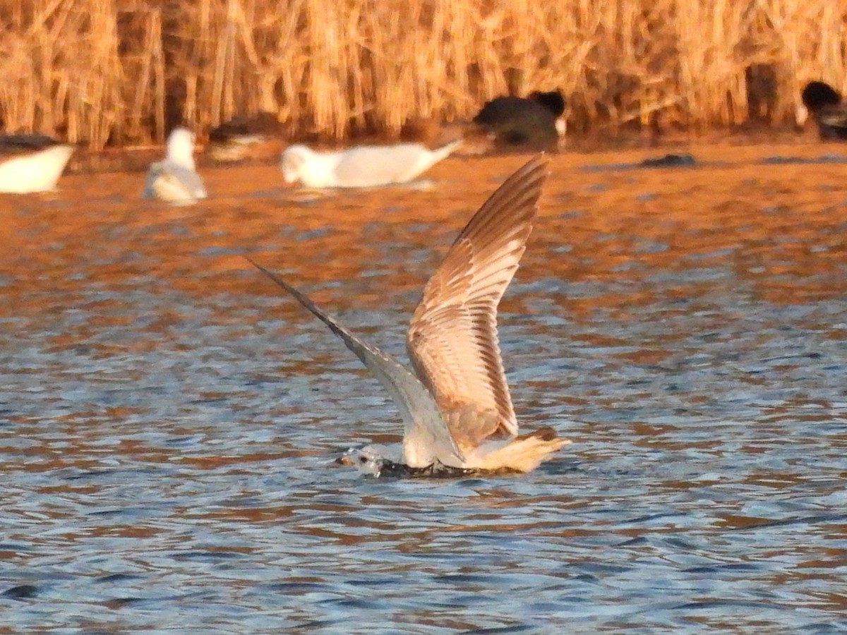 Küçük Gümüş Martı - ML647561212