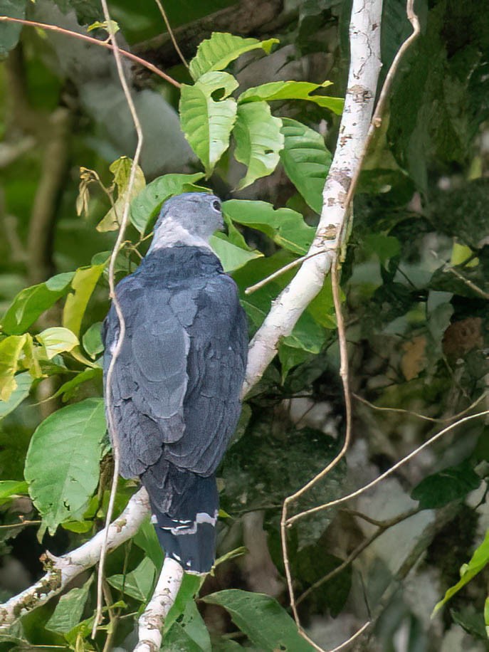 Gri Başlı Çaylak - ML647561213