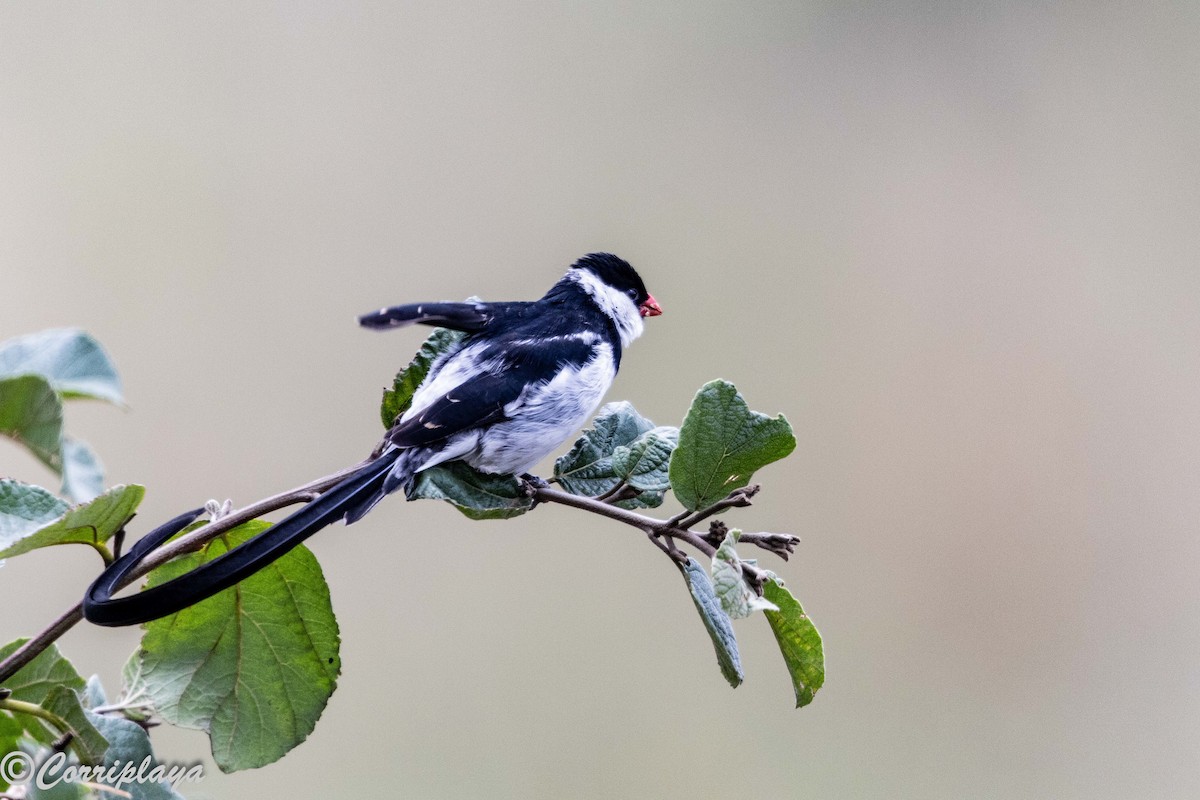 Sivri Kuyruklu Vidya - ML647561214