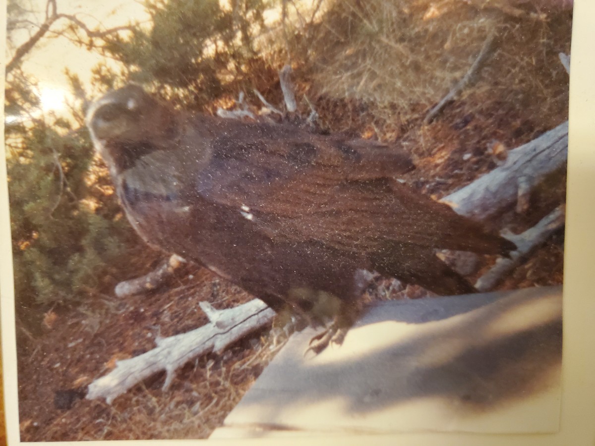 Kuzgun - ML647561215