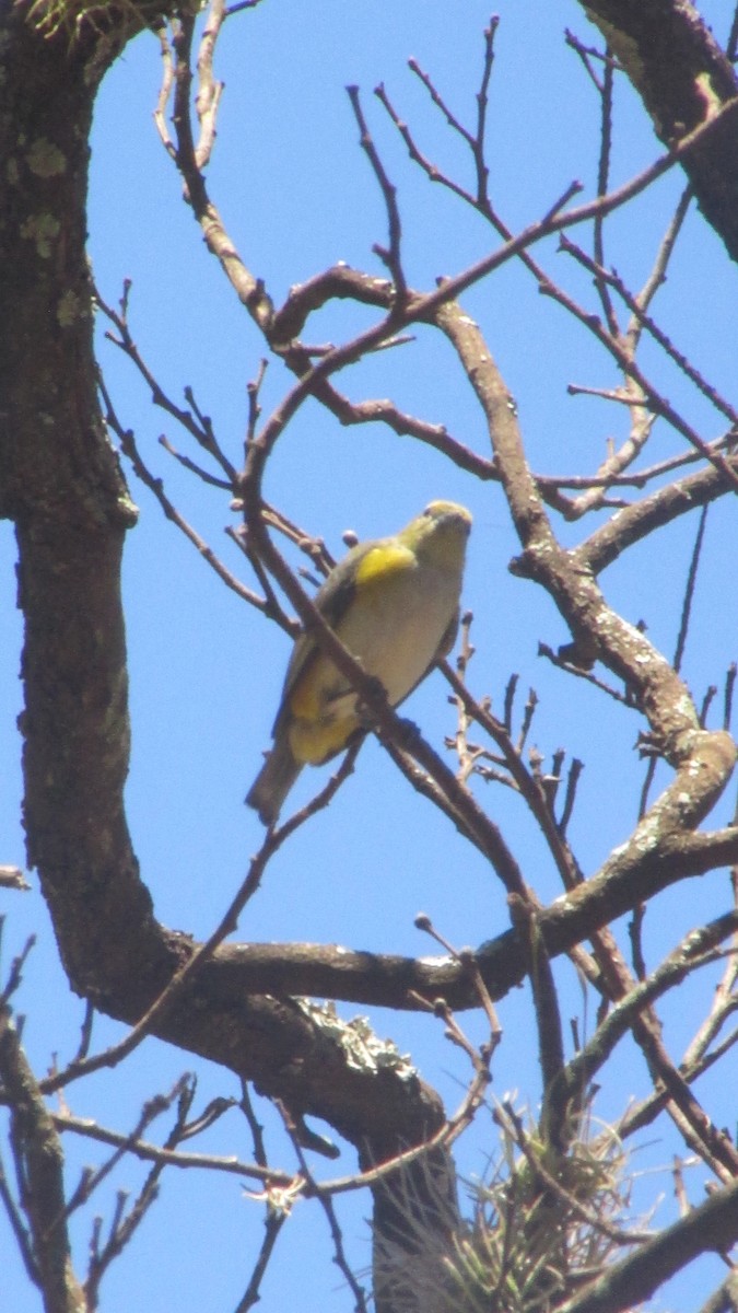 Mürdüm Kafalı Öfonya - ML647561217