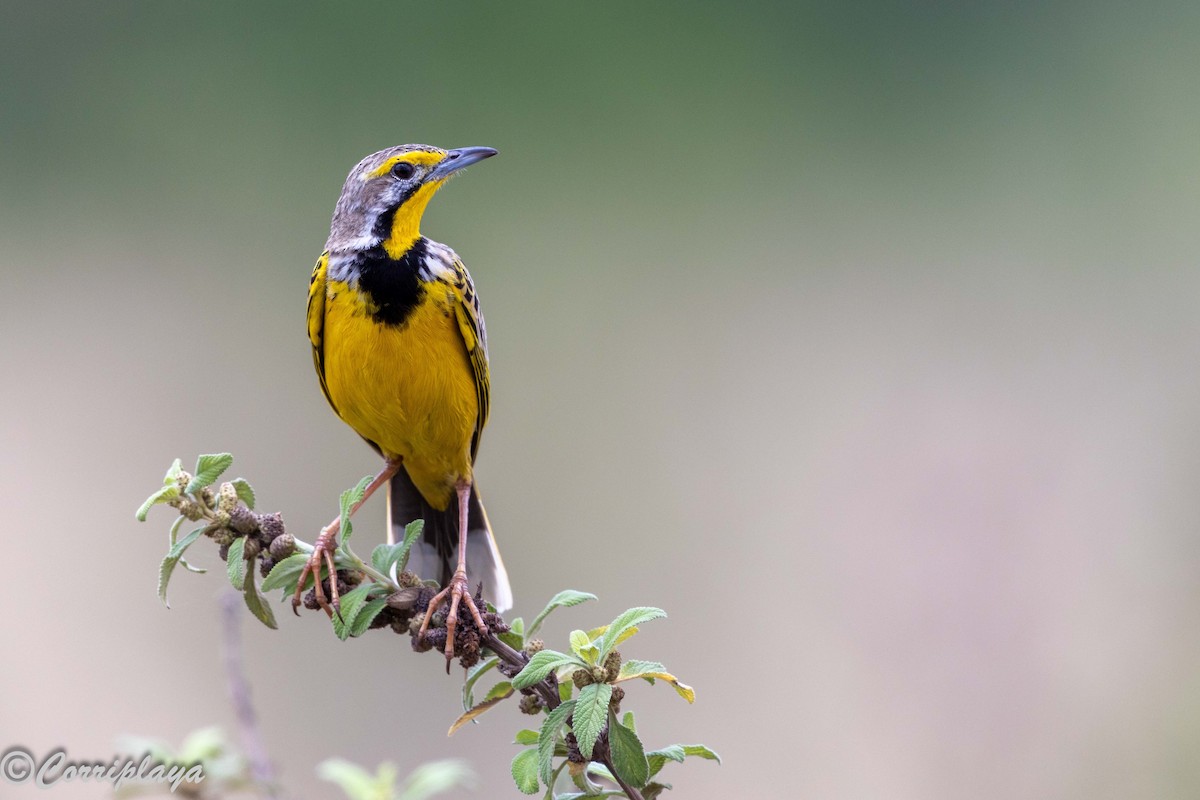 Sarı Gerdanlı İncirkuşu - ML647561219