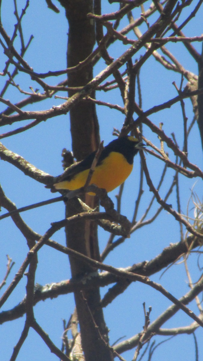 Mürdüm Kafalı Öfonya - ML647561222