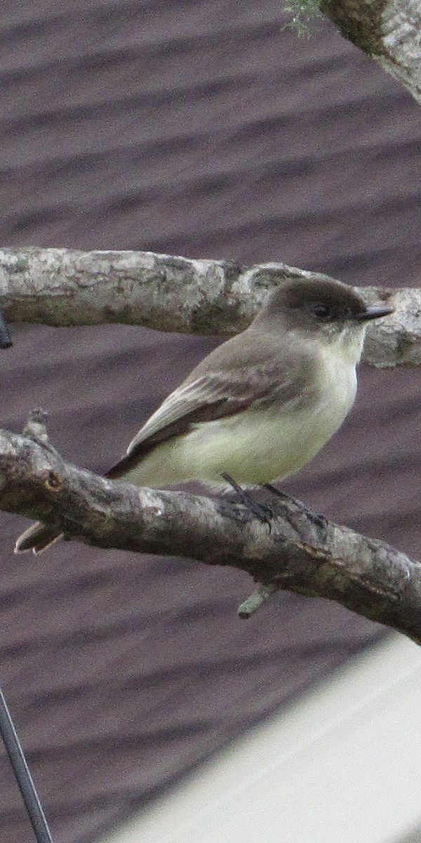 Ak Karınlı Fibi - ML647561223