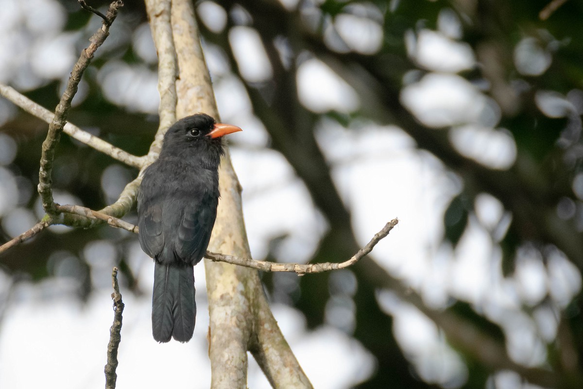 Kara Alınlı Keşişkuşu - ML647561224