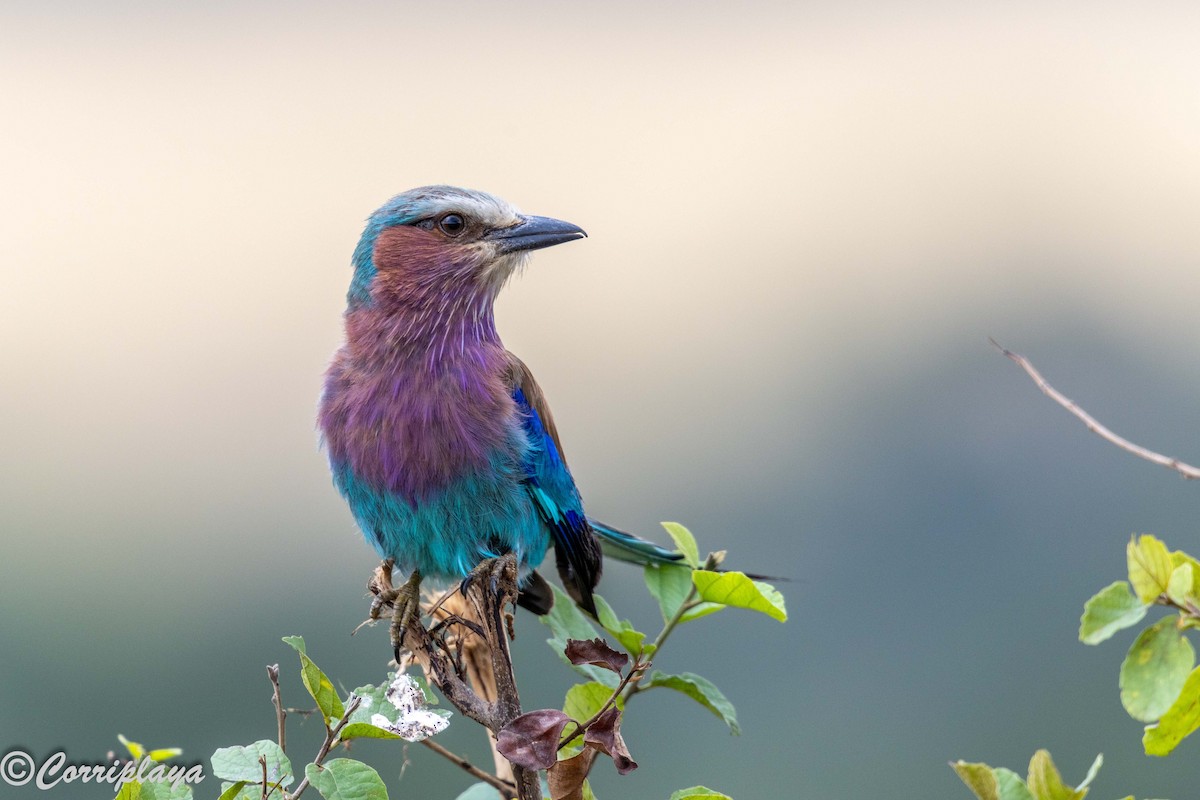 Leylak Renkli Gökkuzgun - ML647561225