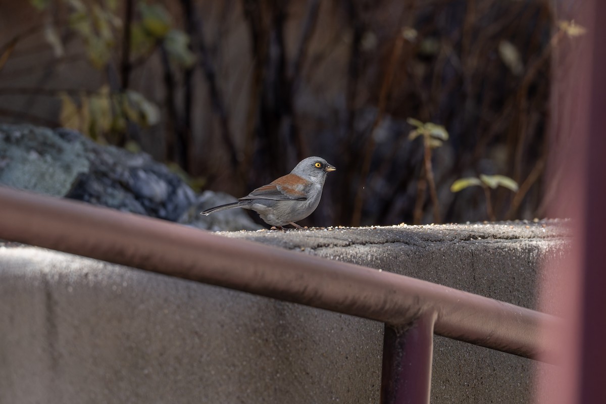 Sarı Gözlü Junko - ML647561226