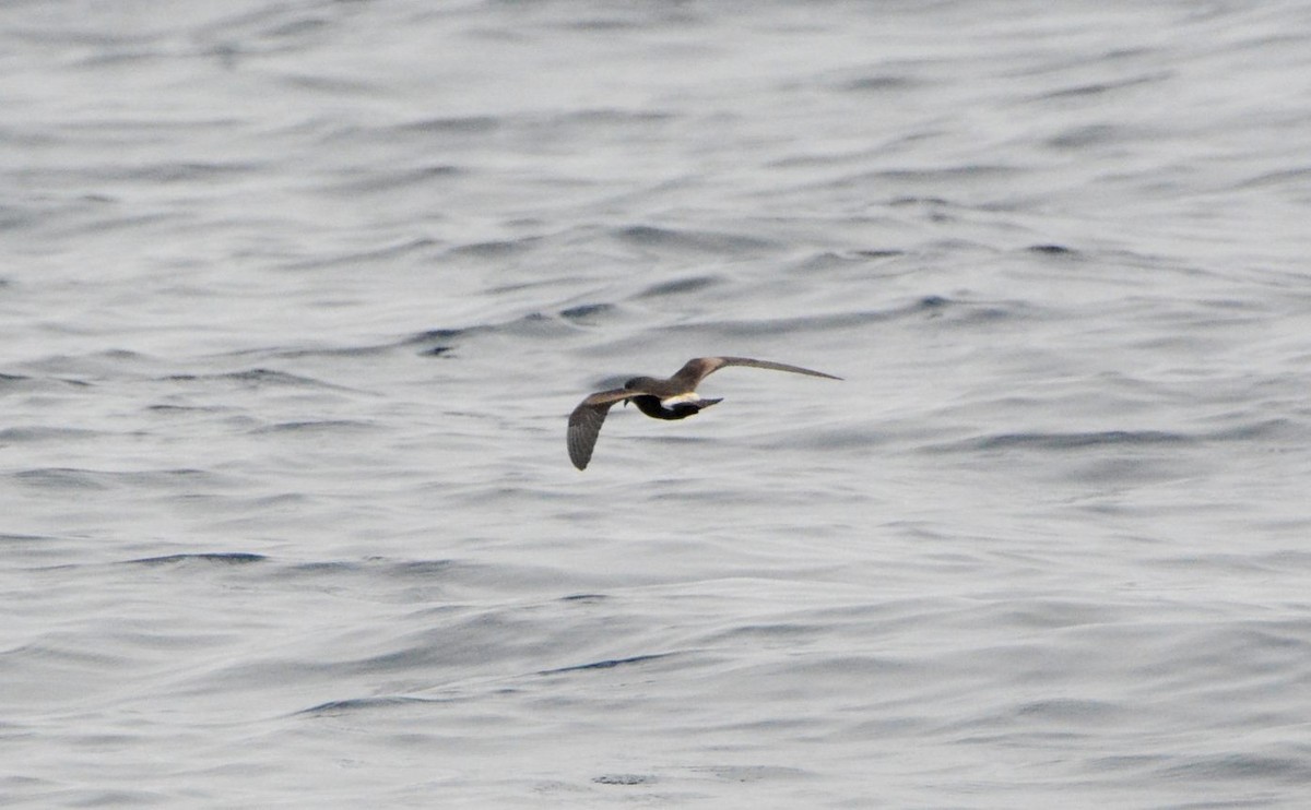 Townsend Fırtınakırlangıcı - ML647561227