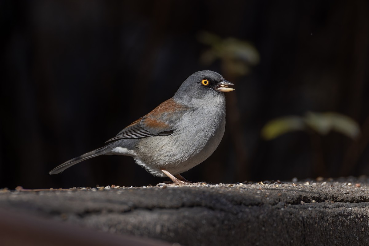 Sarı Gözlü Junko - ML647561228