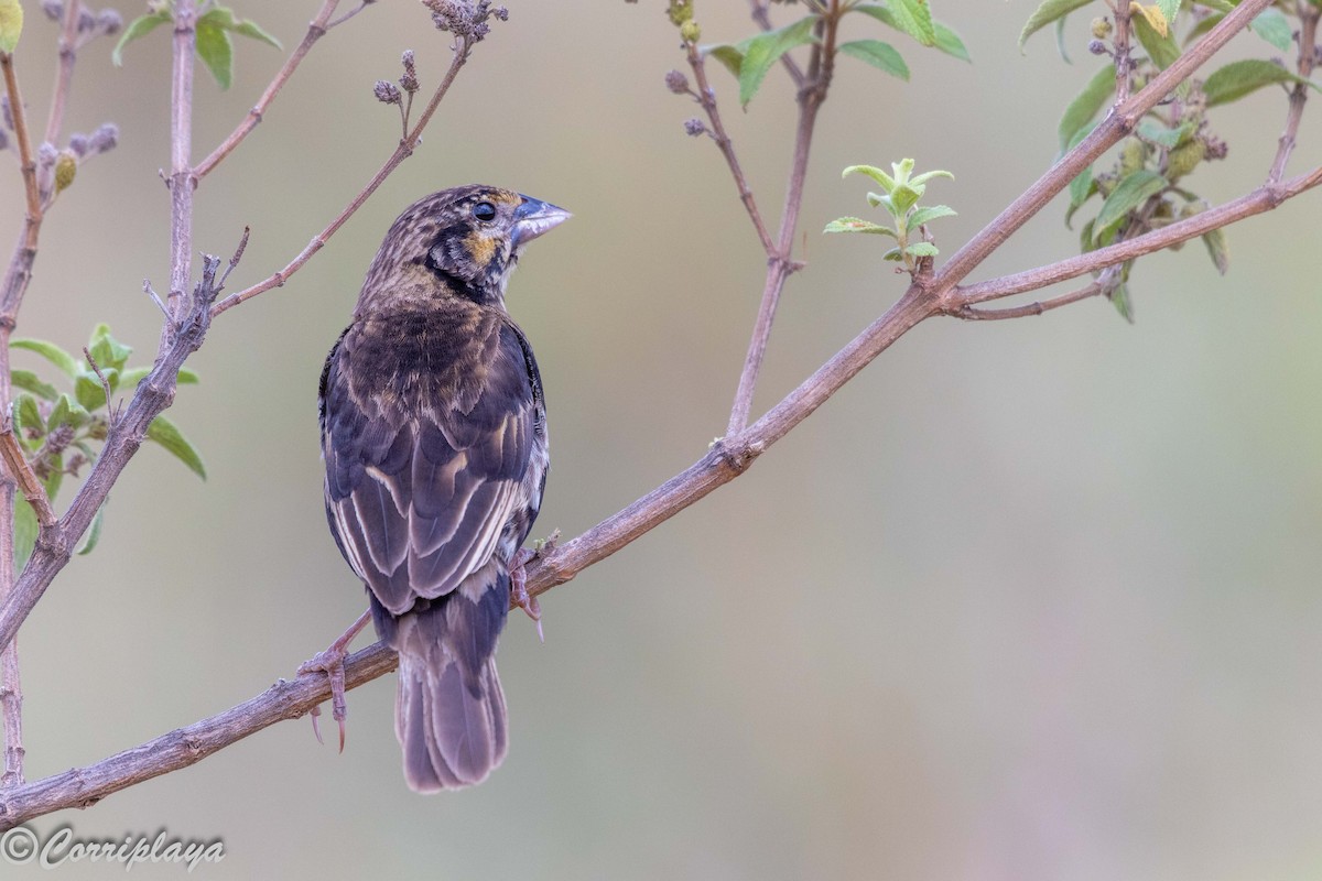 Ak Kanatlı Dulkuşu - ML647561229