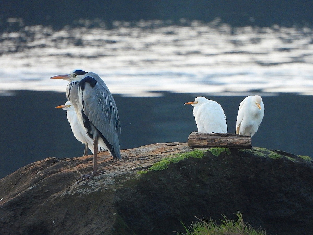 Sığır Balıkçılı - ML647561230