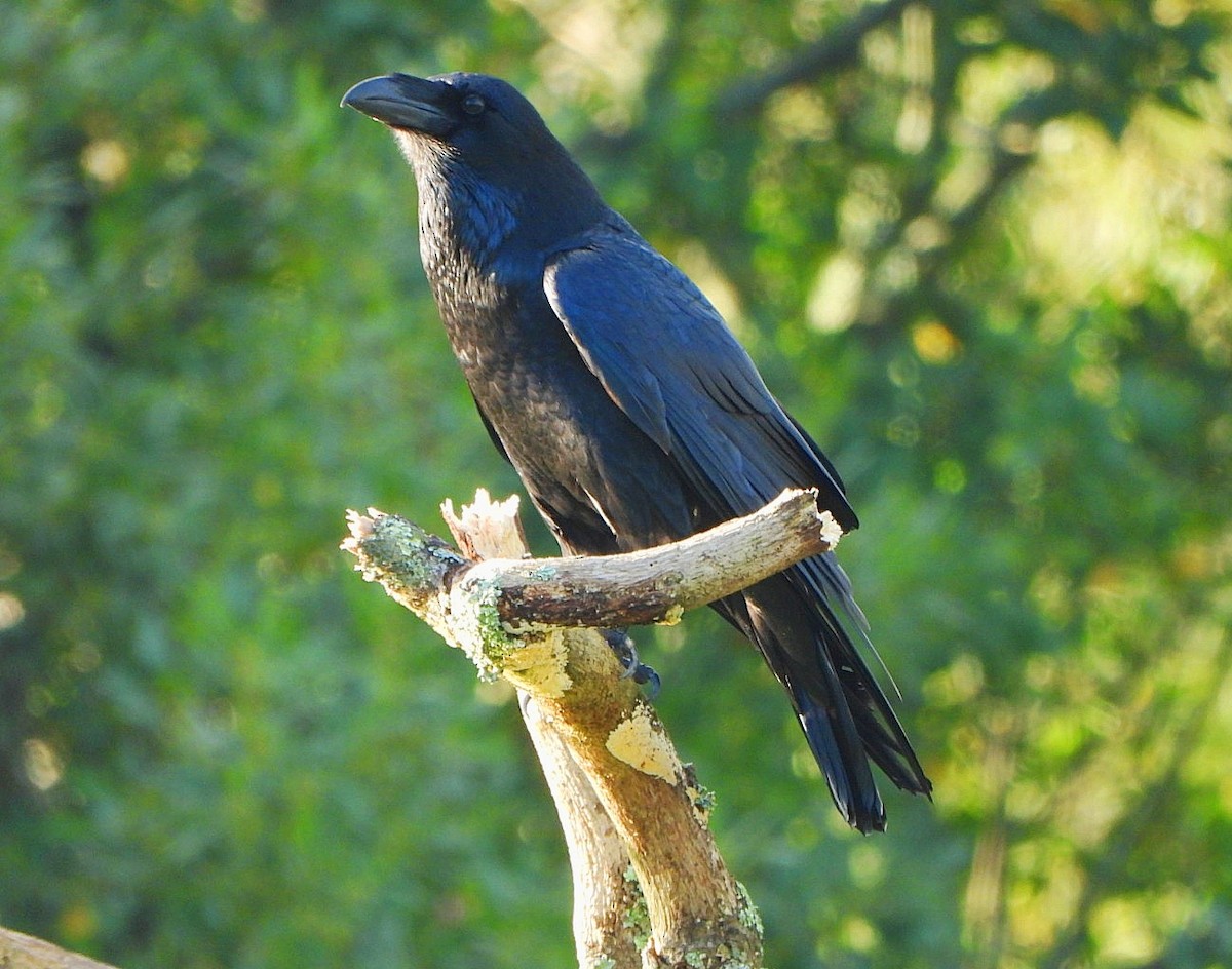 ワタリガラス - ML647561238