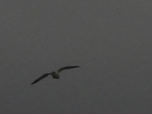 Möwe, unbestimmt - ML647561239