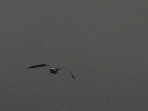 Möwe, unbestimmt - ML647561240