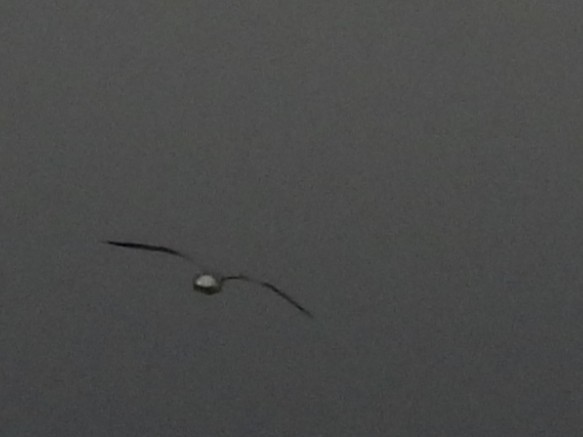 Möwe, unbestimmt - ML647561241