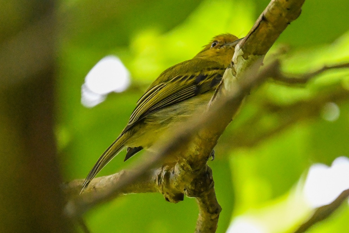 Ochre-lored Flatbill - ML647561252