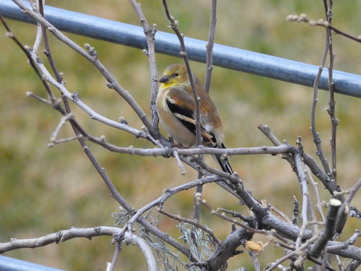 American Goldfinch - ML647561262