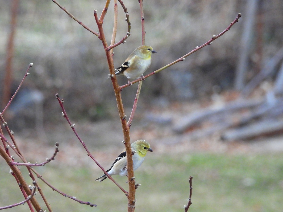 American Goldfinch - ML647561263