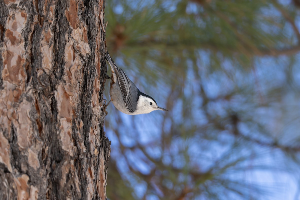 Weißbrustkleiber - ML647561264