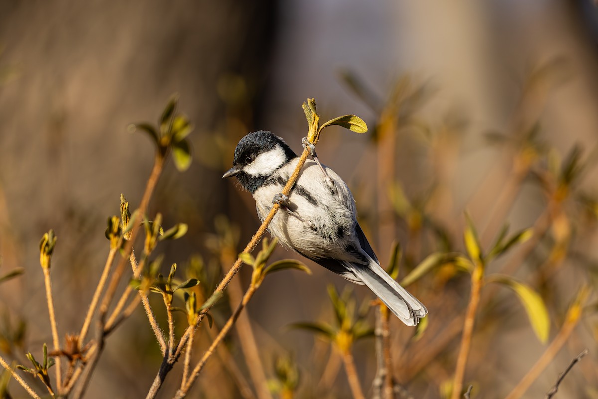 Graukohlmeise - ML647561265