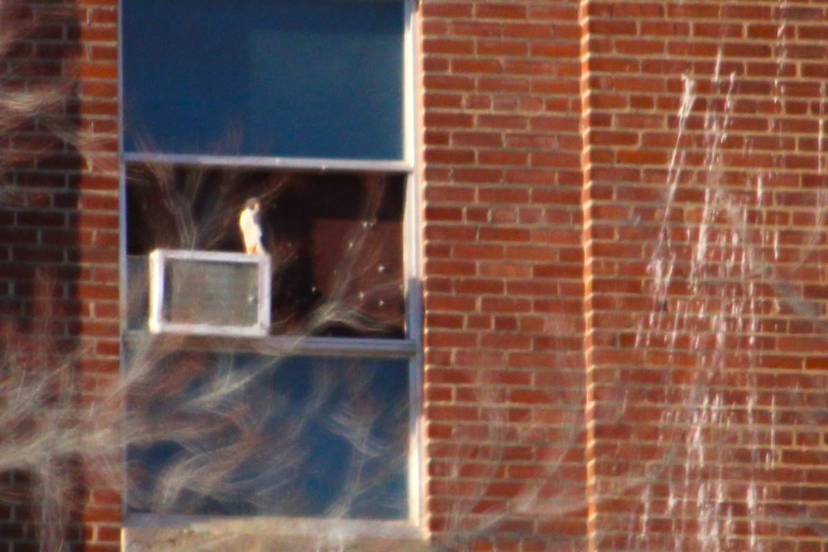 Wanderfalke - ML647561267