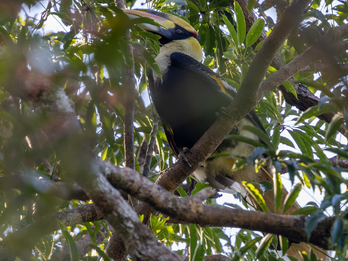 Doppelhornvogel - ML647561268