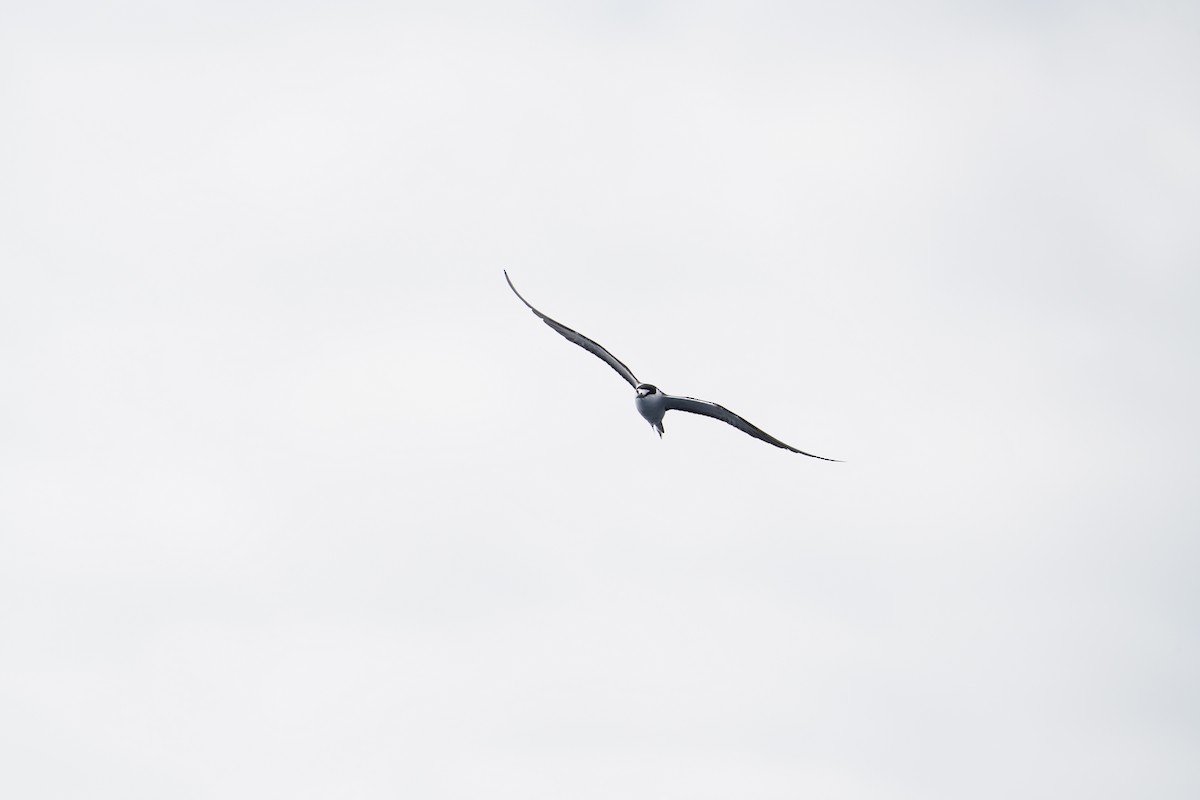 Rußseeschwalbe - ML647561271