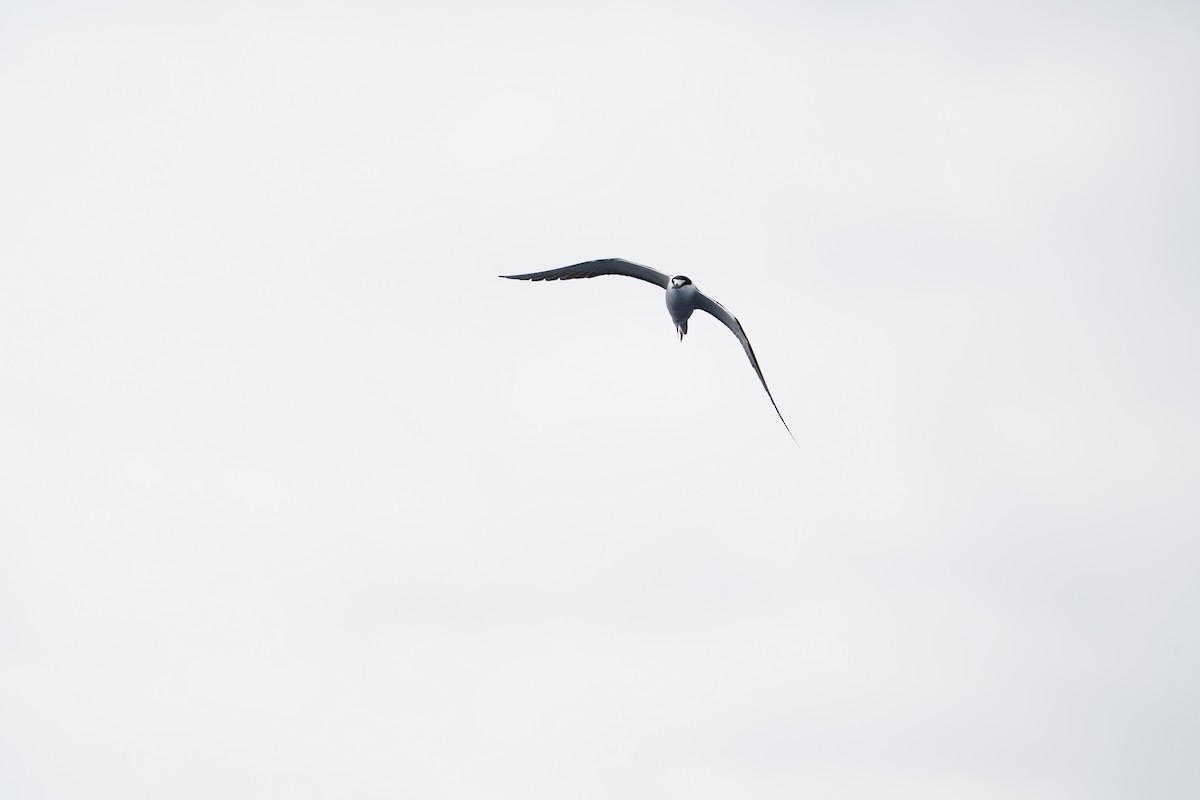 Rußseeschwalbe - ML647561272