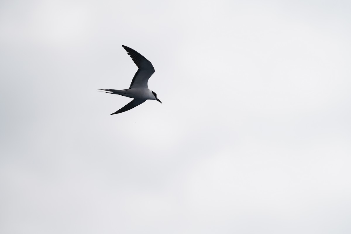 Rußseeschwalbe - ML647561273