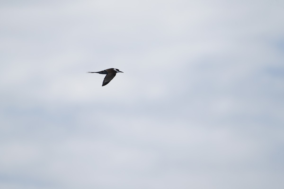 Rußseeschwalbe - ML647561274