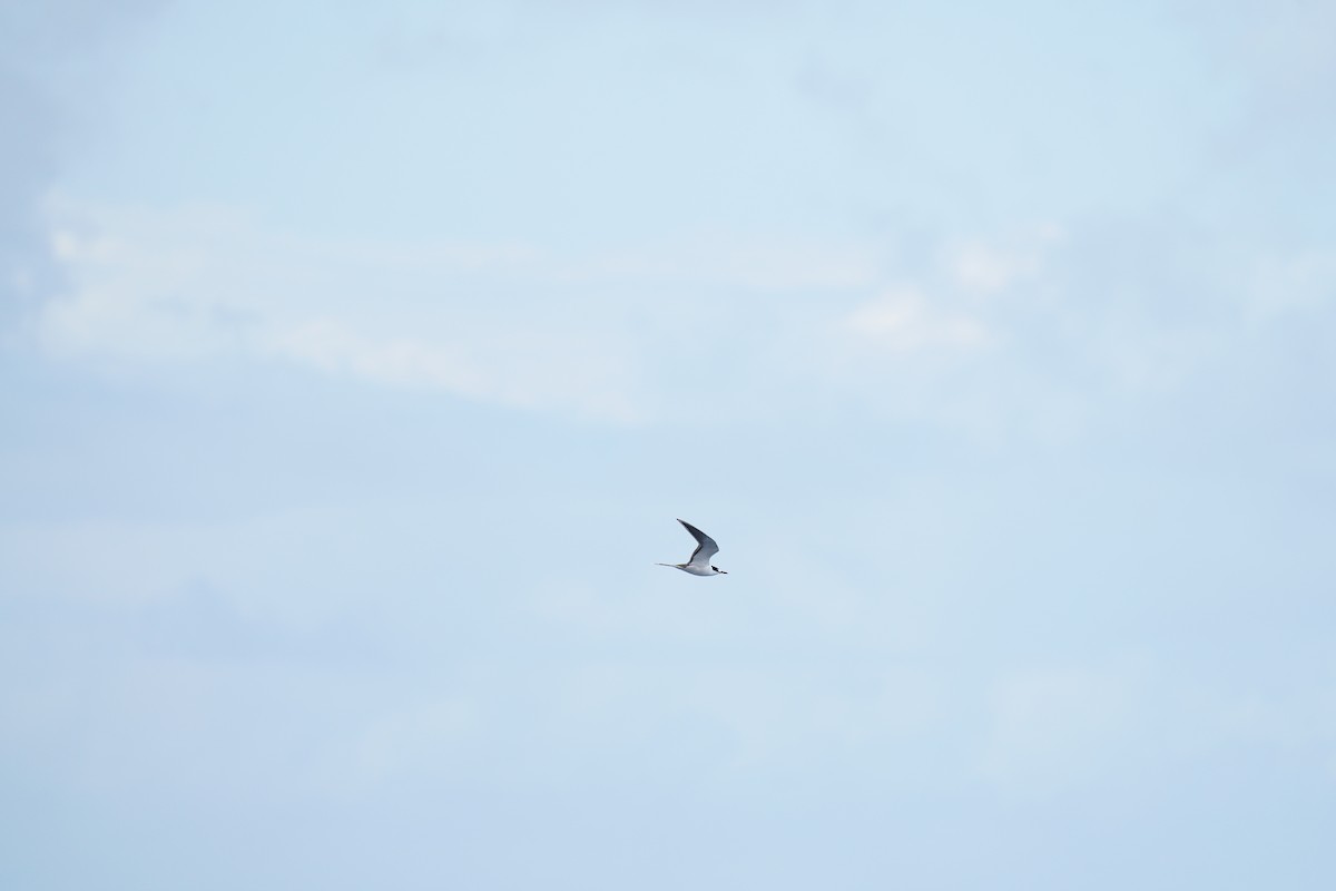 Rußseeschwalbe - ML647561275