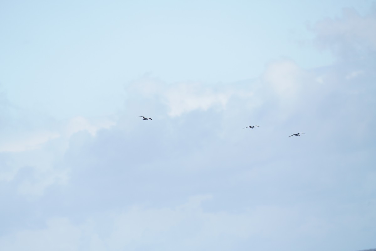 Rußseeschwalbe - ML647561276