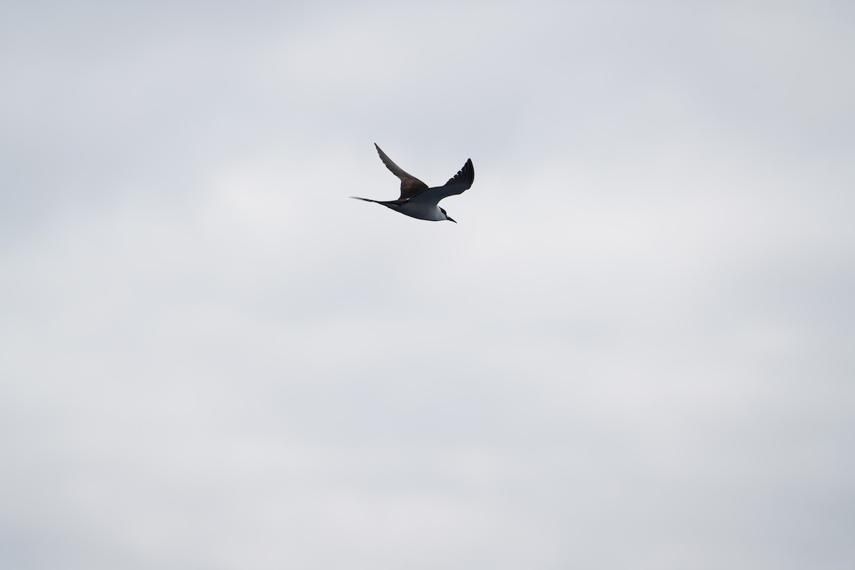 Rußseeschwalbe - ML647561277