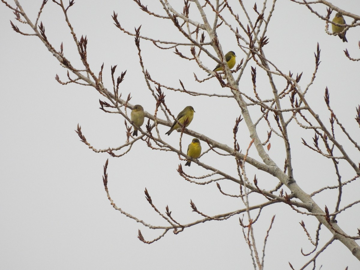 Mexikozeisig - ML647561278