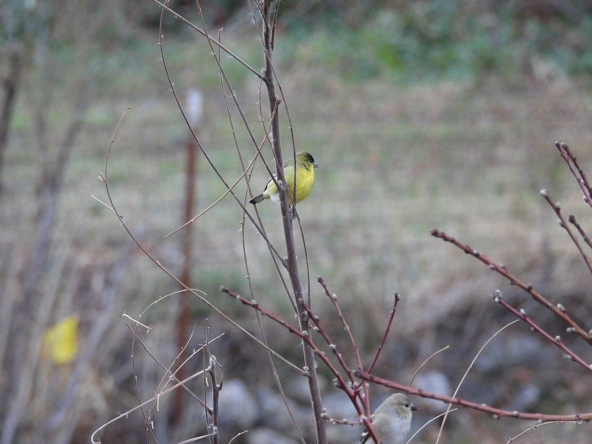 Mexikozeisig - ML647561279