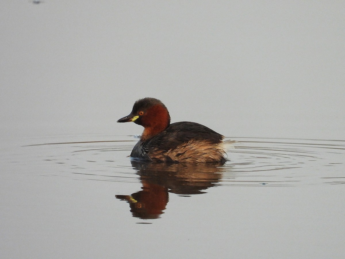 Zwergtaucher - ML647561280