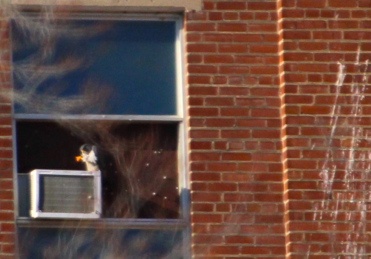 Wanderfalke - ML647561281