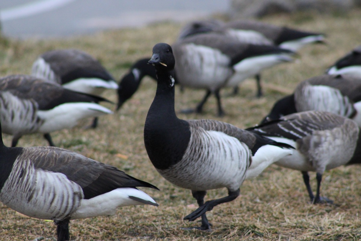 Ringelgans - ML647561282