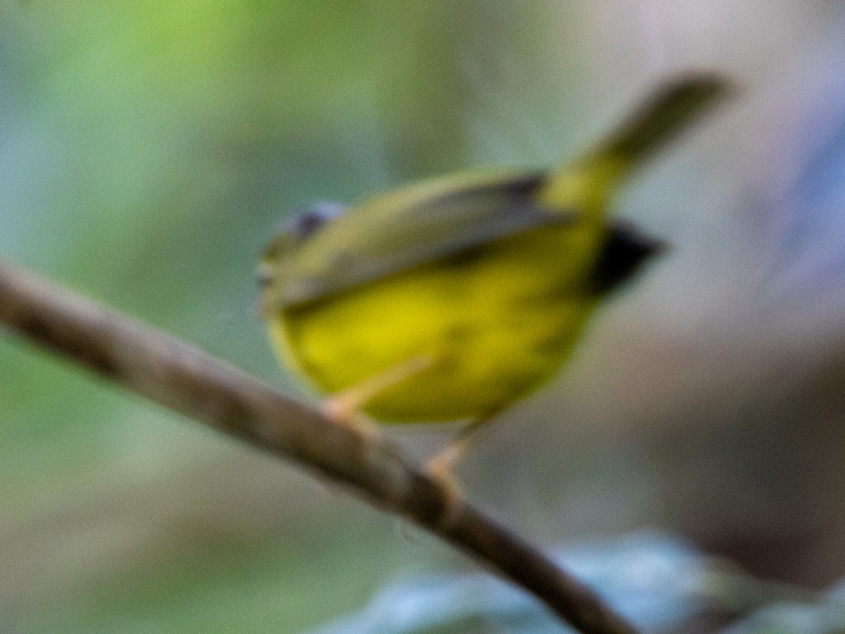 Alström-Laubsänger - ML647561283