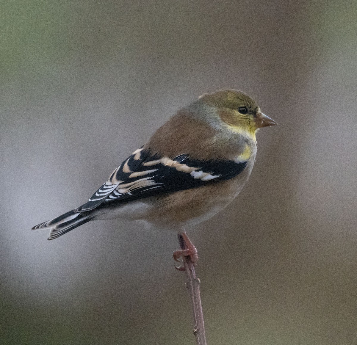 Goldzeisig - ML647561284