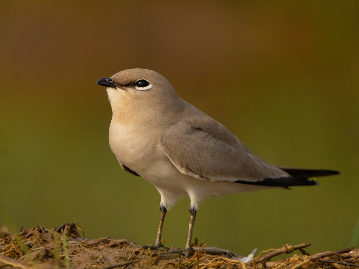 Sandbrachschwalbe - ML647561285