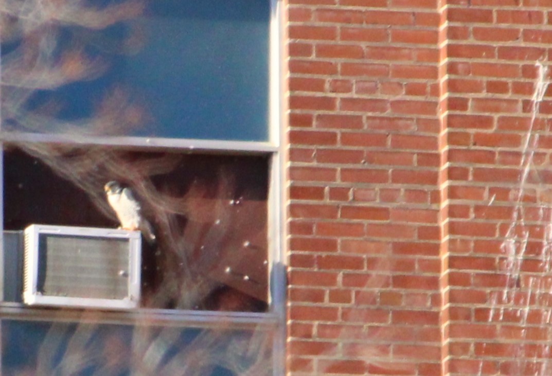 Wanderfalke - ML647561292