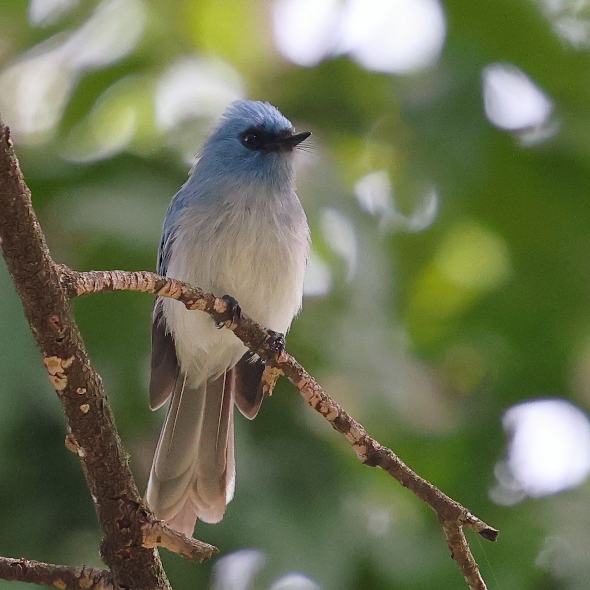 Blauhaubenschnäpper - ML647561293