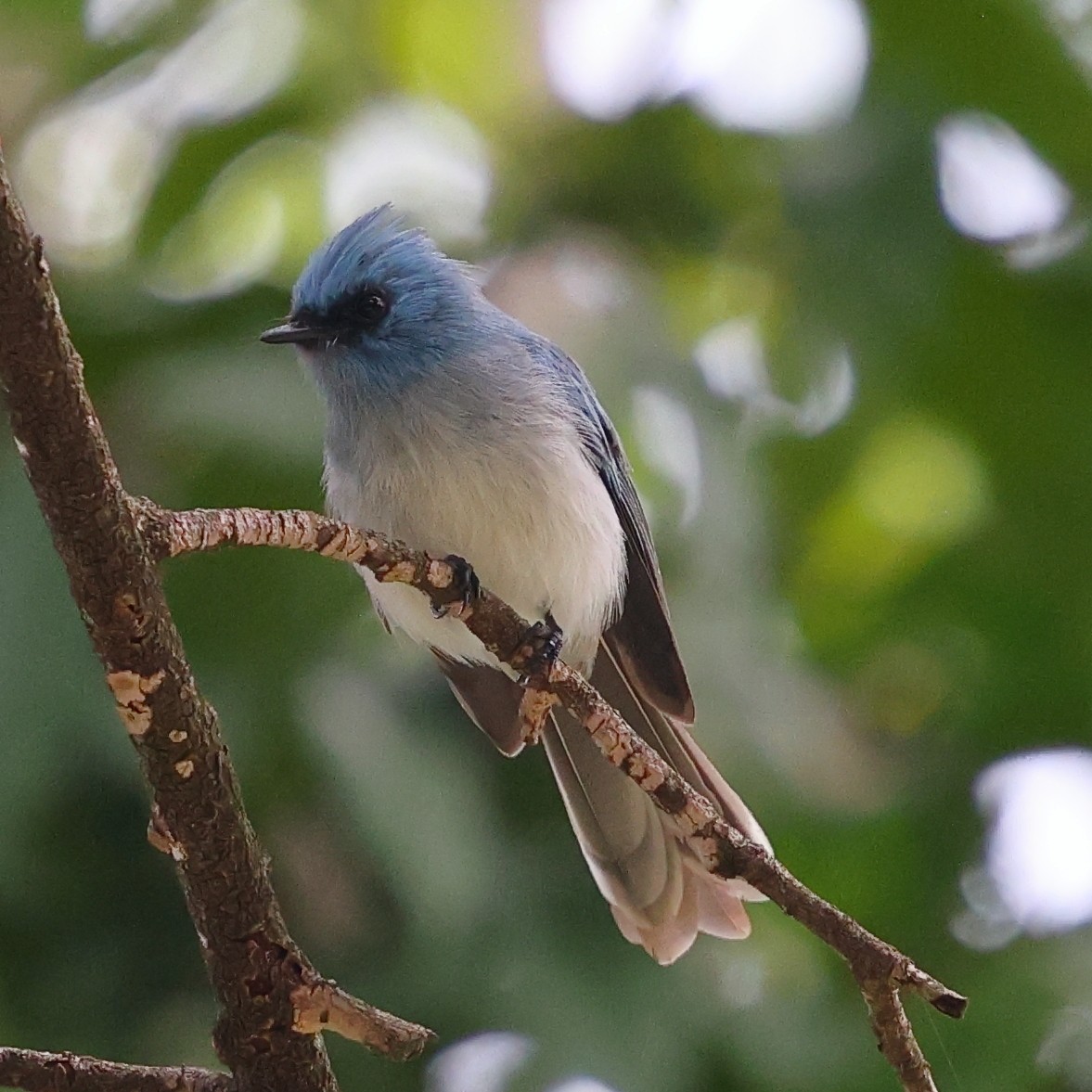 Blauhaubenschnäpper - ML647561294
