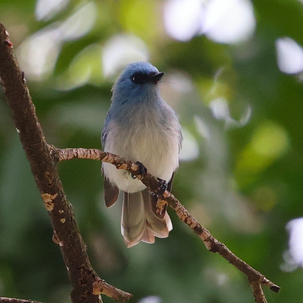 Blauhaubenschnäpper - ML647561295