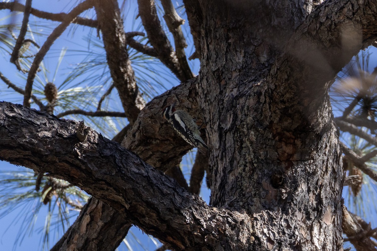 Rotnacken-Saftlecker - ML647561296