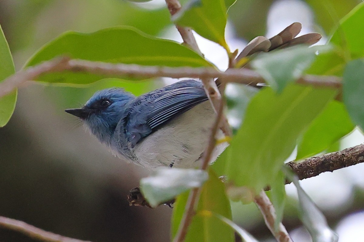 Blauhaubenschnäpper - ML647561298