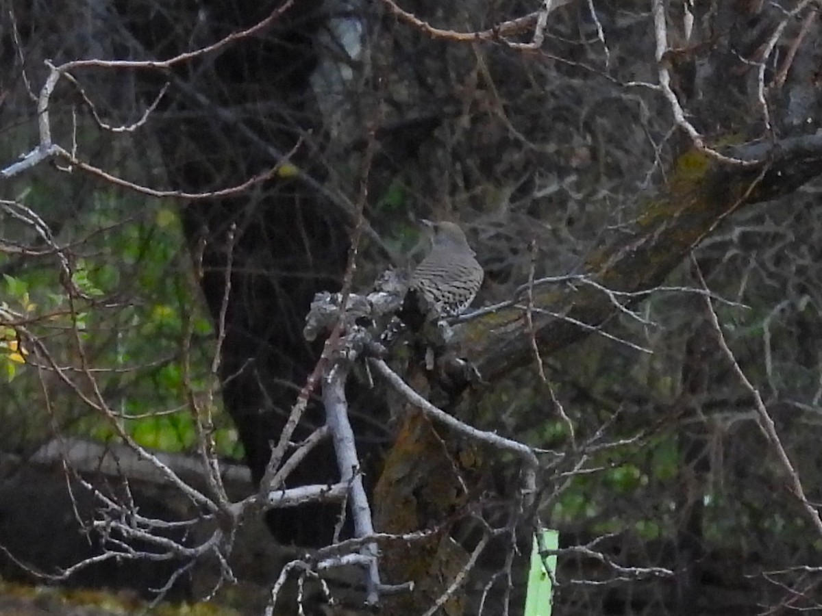 Goldspecht - ML647561302