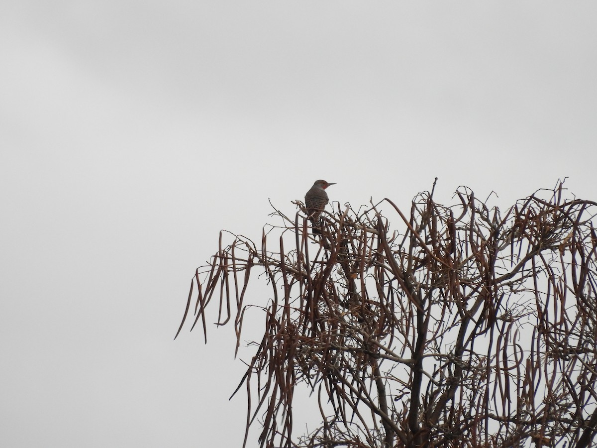 Goldspecht - ML647561303